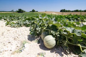 image melon_300px.jpg